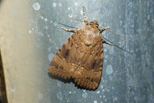 Amphipyra pyramidea